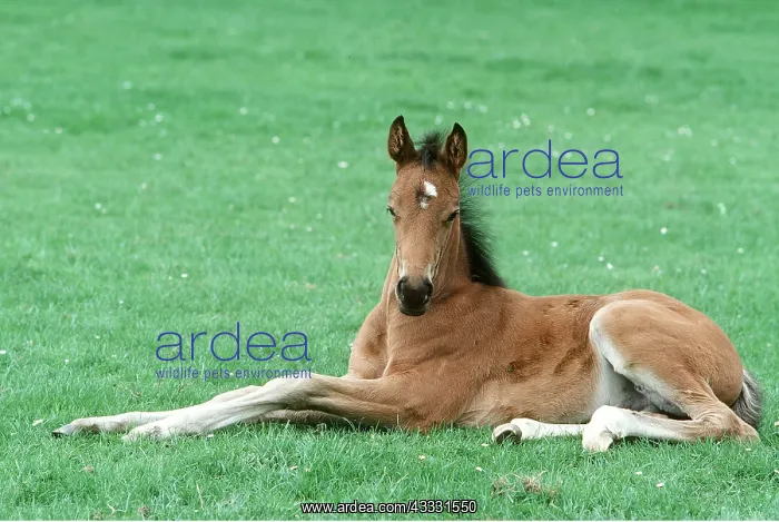 : THOROUGHBRED HORSE - foal : THOROUGHBRED HORSE - foal
