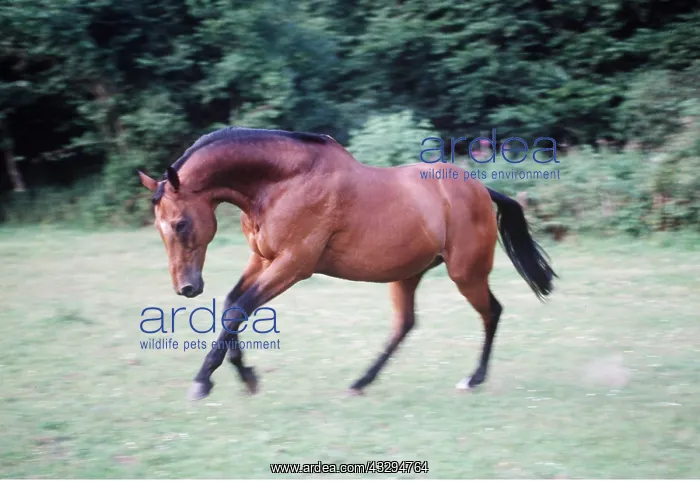 : THOROUGHBRED HORSE - galloping : THOROUGHBRED HORSE - galloping