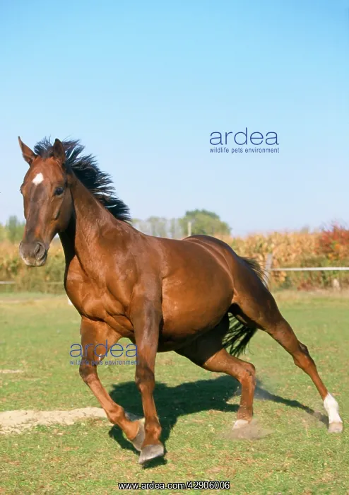 : Thoroughbred Horse - pure blood : Thoroughbred Horse - pure blood