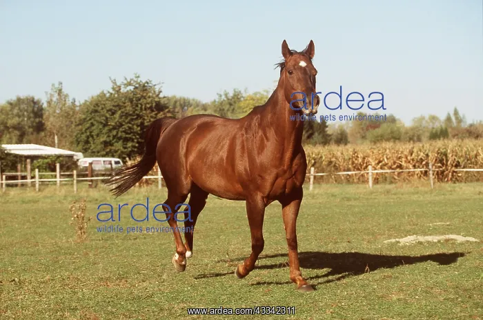 : THOROUGHBRED HORSE (Pure blood) - in field : THOROUGHBRED HORSE (Pure blood) - in field