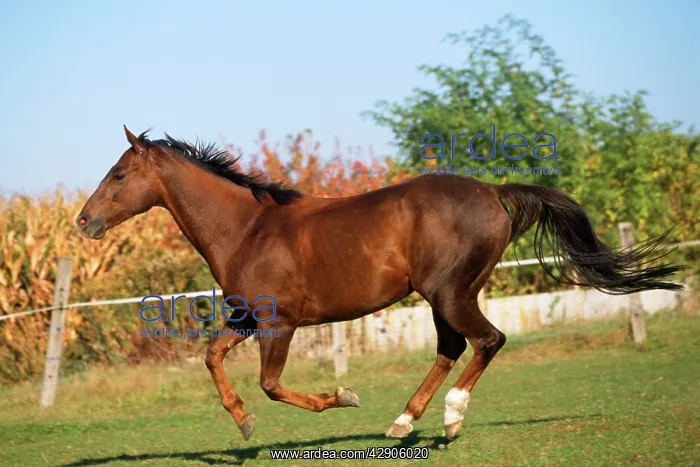 : Thoroughbred Horse - pure blood - galloping / running : Thoroughbred Horse - pure blood - galloping / running