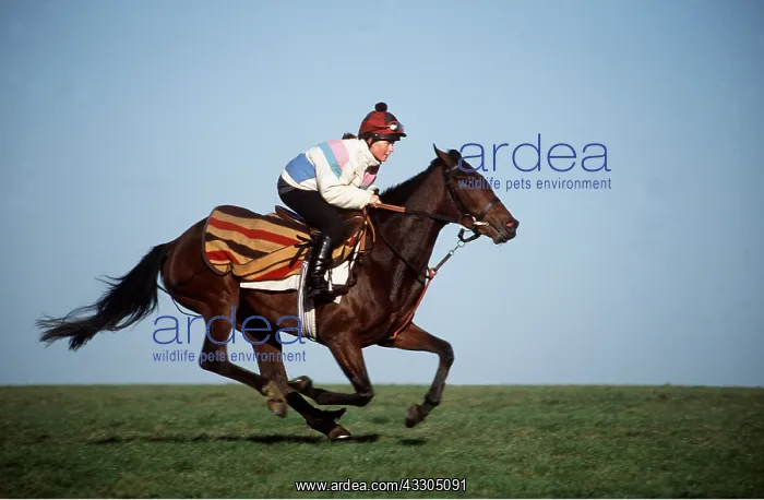 : Thoroughbred HORSE & Rider - Galloping : Thoroughbred HORSE & Rider - Galloping