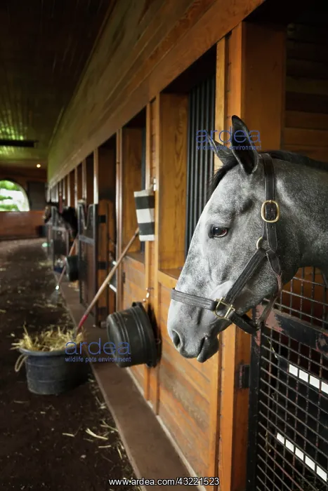 : Thoroughbred horse in stall, Donamire Horse : Thoroughbred horse in stall, Donamire Horse