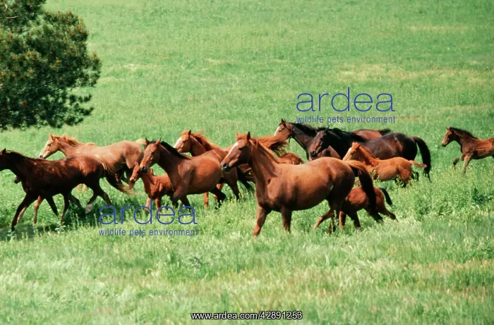 : THOROUGHBRED HORSES : THOROUGHBRED HORSES