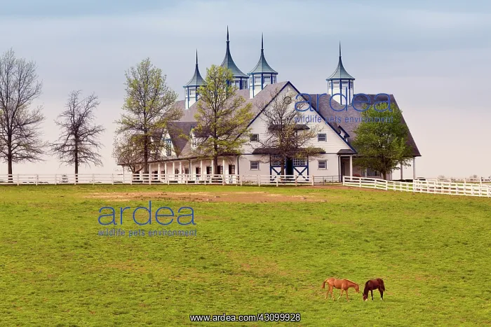 : Thoroughbred Horses Grazing : Thoroughbred Horses Grazing