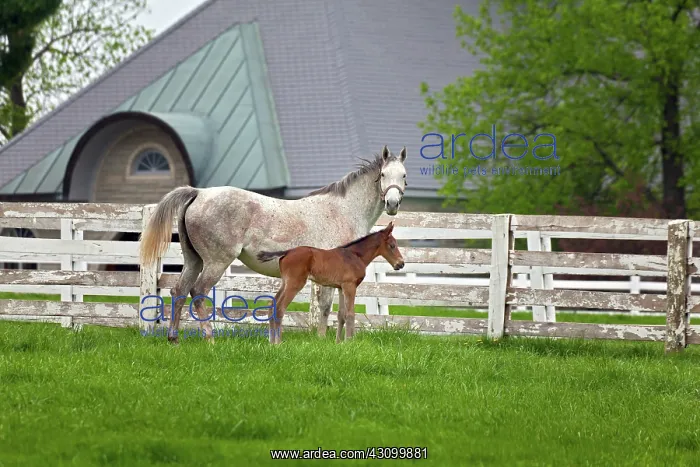 : Thoroughbred Mare and Foal : Thoroughbred Mare and Foal