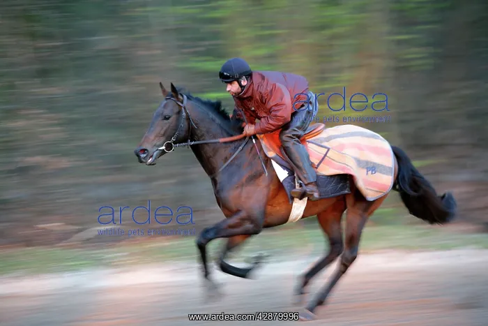 : Thoroughbred racehorse being trained at speed by rider : Thoroughbred racehorse being trained at speed by rider