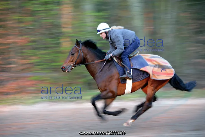 : Thoroughbred racehorse being trained at speed by rider : Thoroughbred racehorse being trained at speed by rider