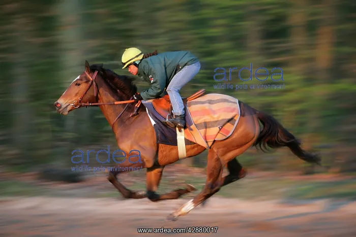  : Thoroughbred racehorse being trained at speed by rider