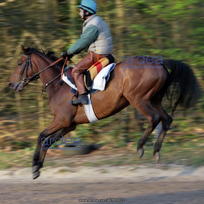 : Thoroughbred racehorse being trained at speed by rider : Thoroughbred racehorse being trained at speed by rider