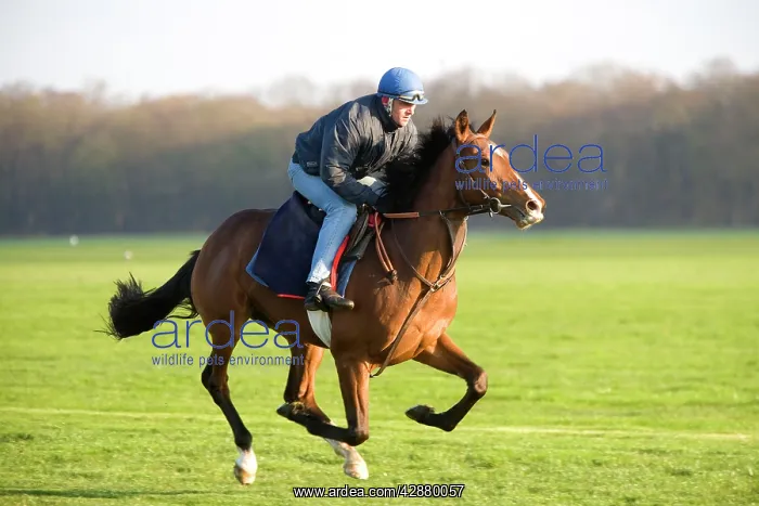 : Thoroughbred racehorse being trained at speed by rider : Thoroughbred racehorse being trained at speed by rider
