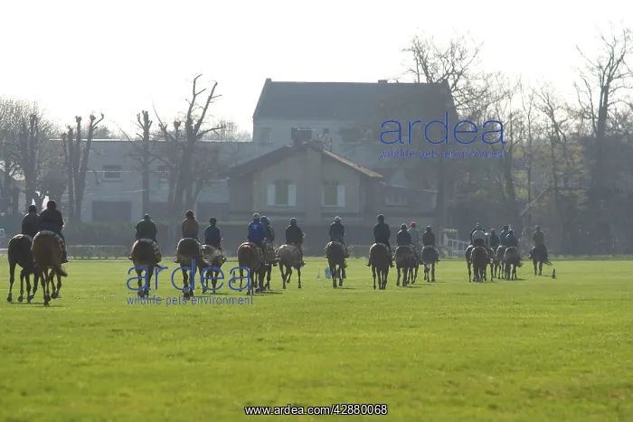: Thoroughbred racehorses being trained by riders : Thoroughbred racehorses being trained by riders