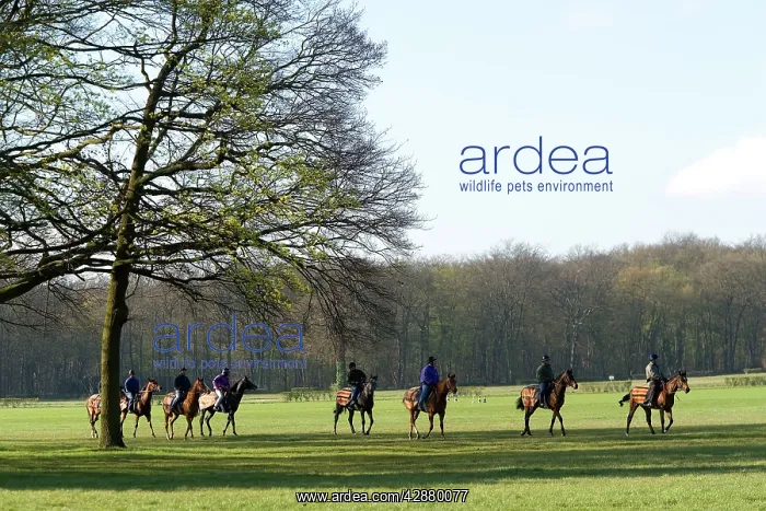  : Thoroughbred racehorses being trained by riders
