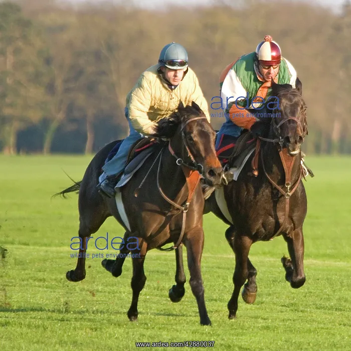 : Thoroughbred racehorses being trained at speed by riders : Thoroughbred racehorses being trained at speed by riders