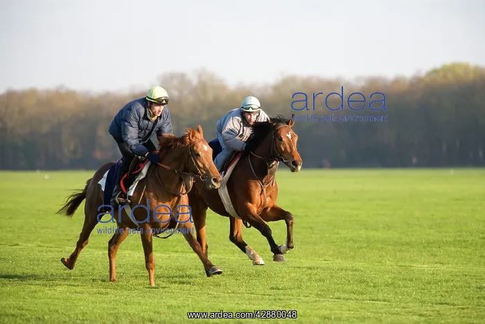 : Thoroughbred racehorses being trained at speed by riders : Thoroughbred racehorses being trained at speed by riders