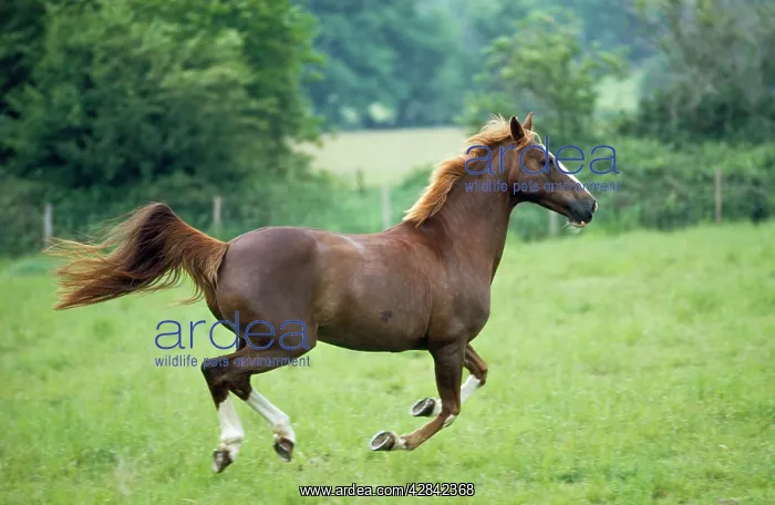 : Thoroughbred x Arab Horse - galloping : Thoroughbred x Arab Horse - galloping