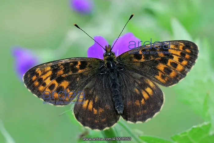 : Thor's Fritillary : Thor's Fritillary