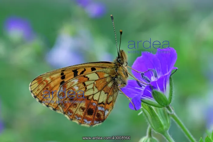 : Thor's Fritillary : Thor's Fritillary