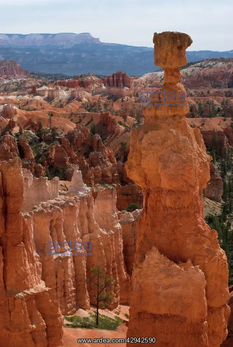: Thor's Hammer, Bryce Canyon : Thor's Hammer, Bryce Canyon