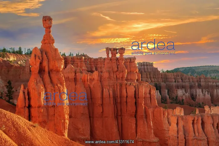 : Thors hammer in the morning, Sunrise Point, Bryce : Thors hammer in the morning, Sunrise Point, Bryce