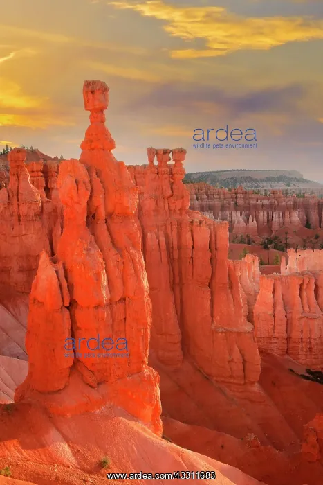 : Thors hammer in the morning, Sunrise Point, Bryce : Thors hammer in the morning, Sunrise Point, Bryce