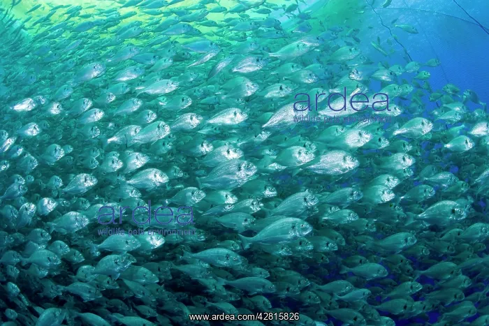 : Thousand of Gilt-head bream, Sparus aurata, inside a sea cag : Thousand of Gilt-head bream, Sparus aurata, inside a sea cag
