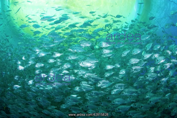 : Thousand of Gilt-head bream, Sparus aurata, inside a sea cag : Thousand of Gilt-head bream, Sparus aurata, inside a sea cag