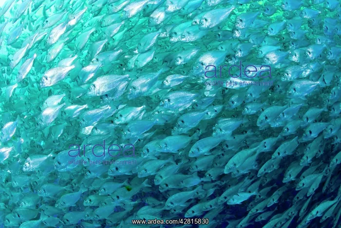 : Thousand of Gilt-head bream, Sparus aurata, inside a sea cag : Thousand of Gilt-head bream, Sparus aurata, inside a sea cag