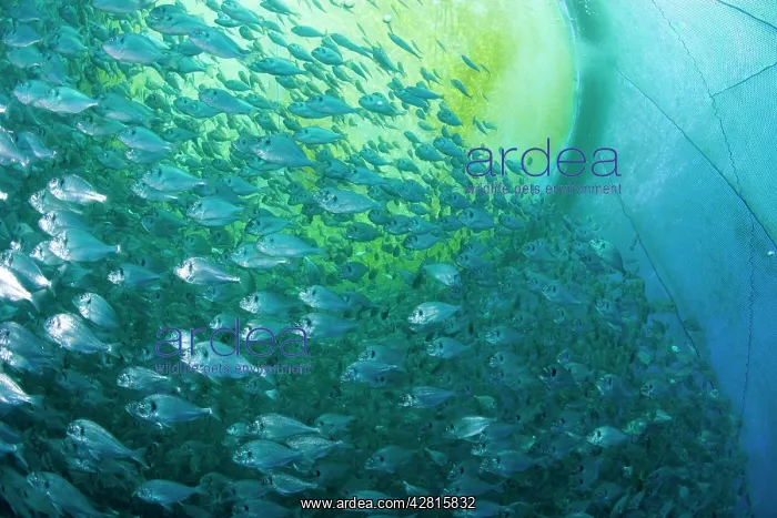 : Thousand of Gilt-head bream, Sparus aurata, inside a sea cag : Thousand of Gilt-head bream, Sparus aurata, inside a sea cag