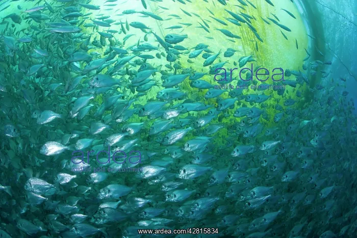 : Thousand of Gilt-head bream, Sparus aurata, inside a sea cag : Thousand of Gilt-head bream, Sparus aurata, inside a sea cag
