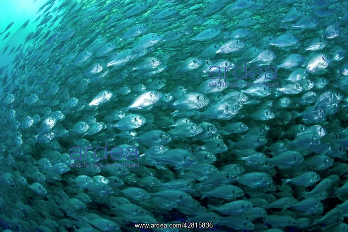 : Thousand of Gilt-head bream, Sparus aurata, inside a sea cag : Thousand of Gilt-head bream, Sparus aurata, inside a sea cag