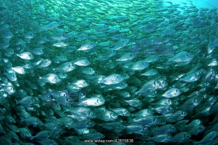 : Thousand of Gilt-head bream, Sparus aurata, inside a sea cag : Thousand of Gilt-head bream, Sparus aurata, inside a sea cag