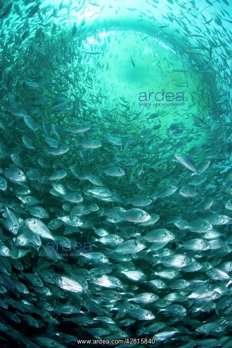 : Thousand of Gilt-head bream, Sparus aurata, inside a sea cag : Thousand of Gilt-head bream, Sparus aurata, inside a sea cag