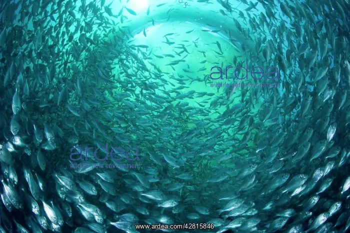 : Thousand of Gilt-head bream, Sparus aurata, inside a sea cag : Thousand of Gilt-head bream, Sparus aurata, inside a sea cag