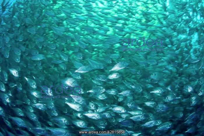 : Thousand of Gilt-head bream, Sparus aurata, inside a sea cag : Thousand of Gilt-head bream, Sparus aurata, inside a sea cag