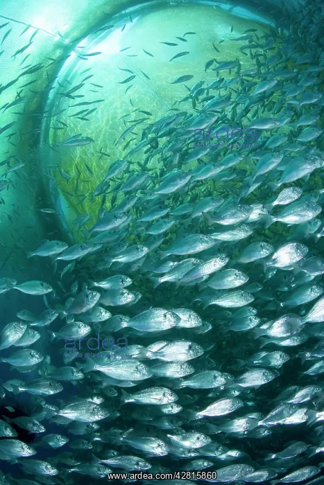 : Thousand of Gilt-head bream, Sparus aurata, inside a sea cag : Thousand of Gilt-head bream, Sparus aurata, inside a sea cag