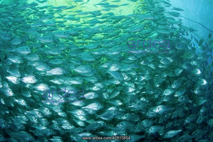 : Thousand of Gilt-head bream, Sparus aurata, inside a sea cag : Thousand of Gilt-head bream, Sparus aurata, inside a sea cag