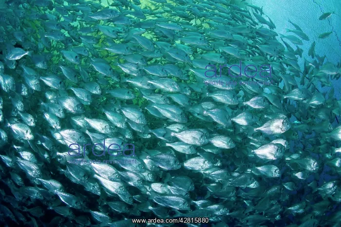 : Thousand of Gilt-head bream, Sparus aurata, inside a sea cag : Thousand of Gilt-head bream, Sparus aurata, inside a sea cag