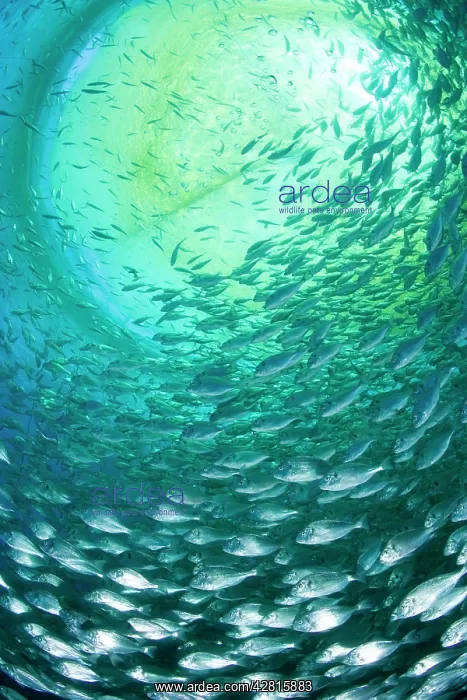 : Thousand of Gilt-head bream, Sparus aurata, inside a sea cag : Thousand of Gilt-head bream, Sparus aurata, inside a sea cag