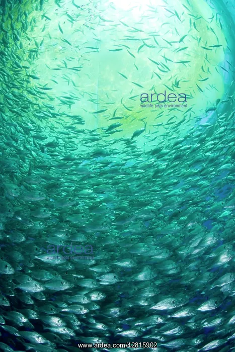 : Thousand of Gilt-head bream, Sparus aurata, inside a sea cag : Thousand of Gilt-head bream, Sparus aurata, inside a sea cag