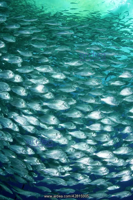 : Thousand of Gilt-head bream, Sparus aurata, inside a sea cag : Thousand of Gilt-head bream, Sparus aurata, inside a sea cag