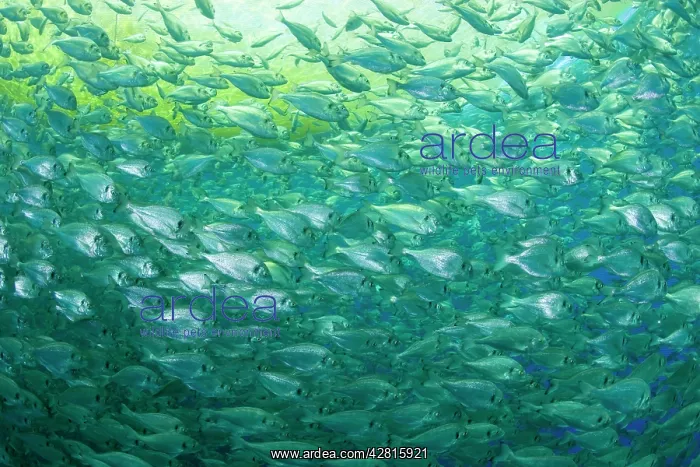 : Thousand of Gilt-head bream, Sparus aurata, inside a sea cag : Thousand of Gilt-head bream, Sparus aurata, inside a sea cag