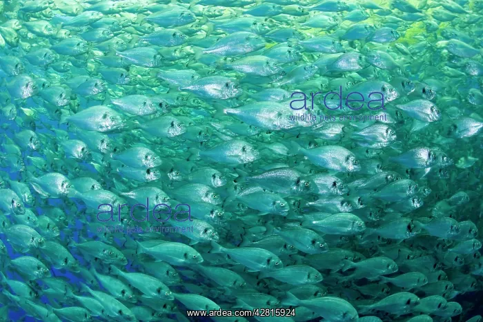 : Thousand of Gilt-head bream, Sparus aurata, inside a sea cag : Thousand of Gilt-head bream, Sparus aurata, inside a sea cag