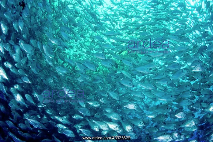 : Thousand of Gilt-head bream, Sparus aurata, inside a sea cag : Thousand of Gilt-head bream, Sparus aurata, inside a sea cag