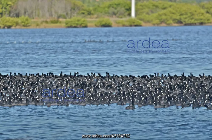 : Thousands of American Coots : Thousands of American Coots