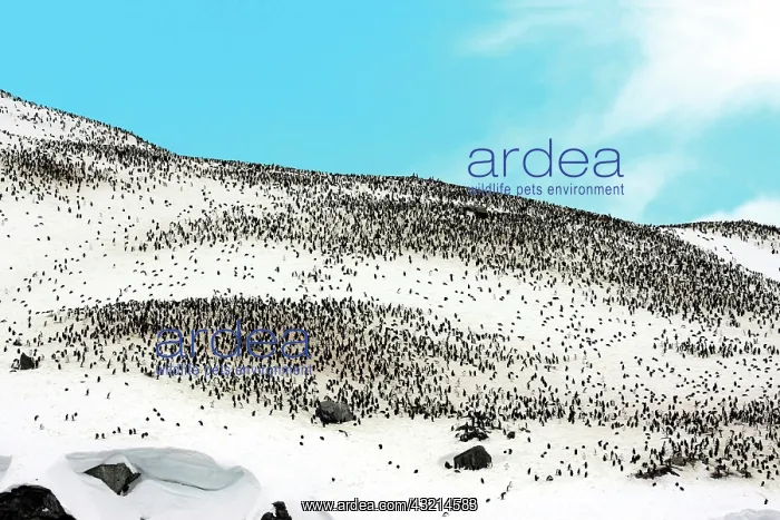 : Thousands of Gentoo penguins and chicks : Thousands of Gentoo penguins and chicks