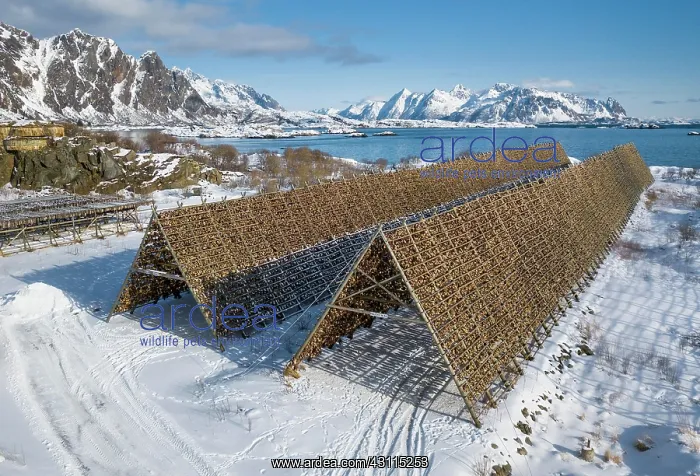 : Thousands and thousands of stockfish Fish heads : Thousands and thousands of stockfish Fish heads