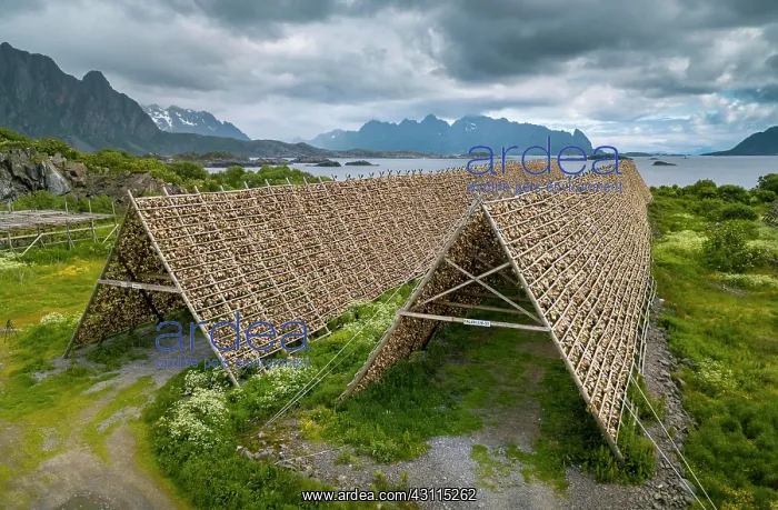 : Thousands and thousands of stockfish Fish heads : Thousands and thousands of stockfish Fish heads