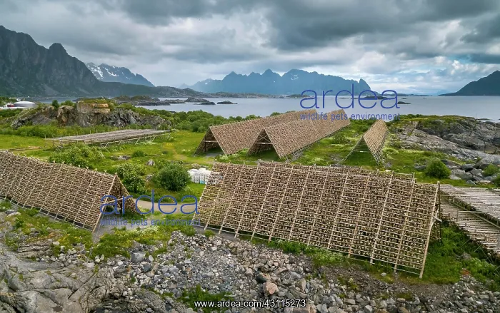 : Thousands and thousands of stockfish Fish heads : Thousands and thousands of stockfish Fish heads