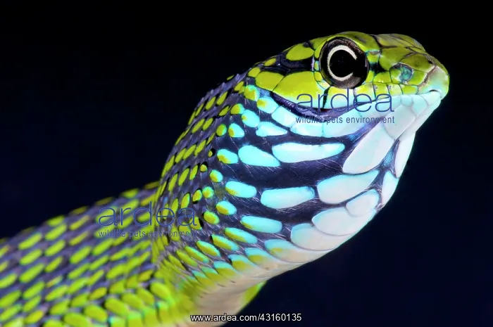 : Thrasops aethiopissa Rhamnophis aethiopissa Rham : Thrasops aethiopissa Rhamnophis aethiopissa Rham